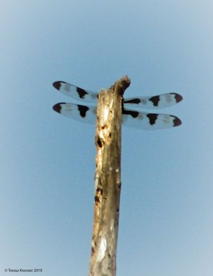 Twelve-spotted Skimmer.jpg