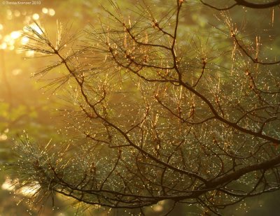 After the Rain.jpg