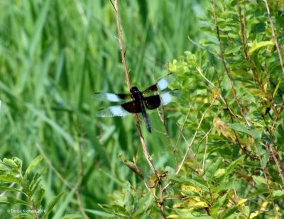 Widow Skimmer.jpg