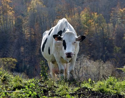 Pastoral Views - A Loving Tribute