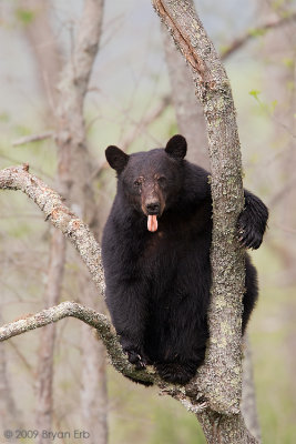 Bear_X8L0557.jpg
