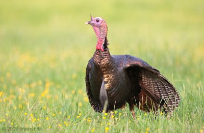 Wild-Turkey_X8L9908.jpg