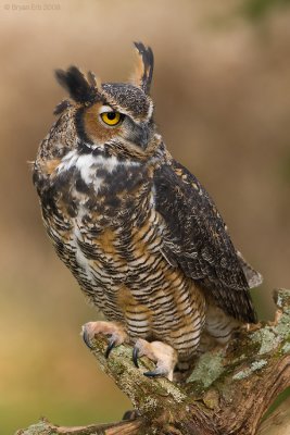 Great-Horned-Owl_X8L7291.jpg