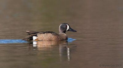 Blue-Winged-Teal_X8L9040.jpg