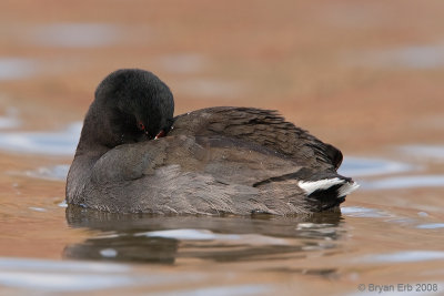 American-Coot_MG_3914.jpg
