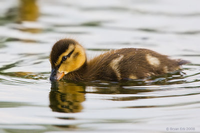 Mallard-Duckling_X8L3467-Edit.jpg