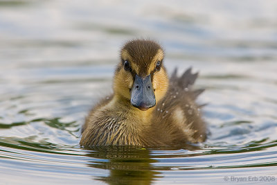 Mallard_X8L3472-Edit.jpg