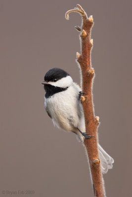 Carolina-Chicadee_X8L8925.jpg