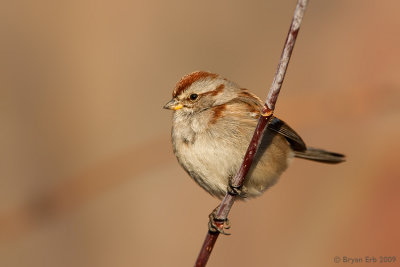 American-Tree-Sparrow_X8L7774.jpg