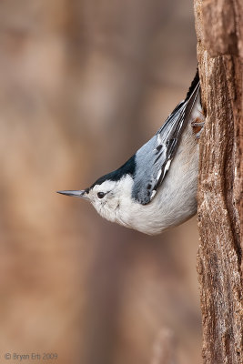 W-B-Nuthatch_X8L7831.jpg