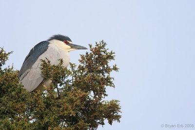 Black Crowned Night Heron _ X8L0782.jpg