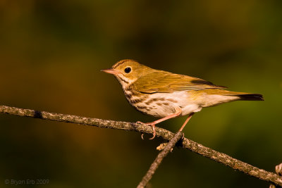 Ovenbird_X8L5622.jpg