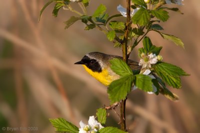 Common-Yellow-Throat_X8L5556-Edit.jpg