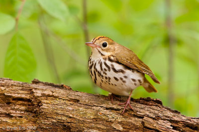 Ovenbird_X8L4651.jpg