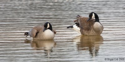 Canada-Goose-Pair_X8L8905.jpg