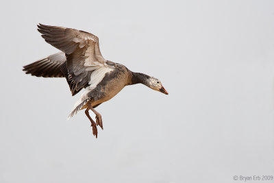 Snow-Goose-Blue-Landing_X8L8235.jpg