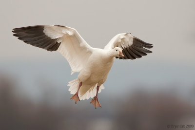 Snow-Goose_X8L8133.jpg