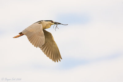 BCNH-in-Flight_X8L1048.jpg