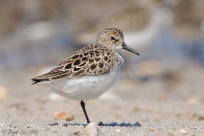 Semipalmated-Sandpiper_X8L5439.jpg