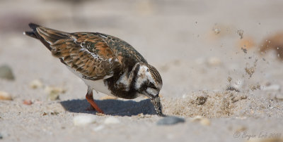 Ruddy-Turnstone_X8L5409.jpg