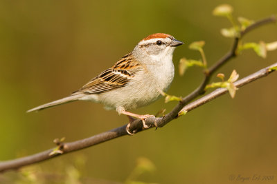 Chipping-Sparrow_X8L3205.jpg