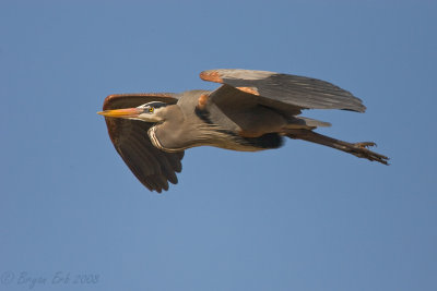 GBH-Fly-By_X8L1597.jpg