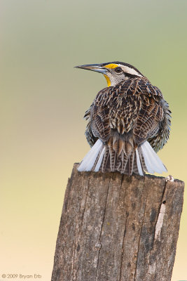 Eastern-Meadow-Lark_X8L9209.jpg
