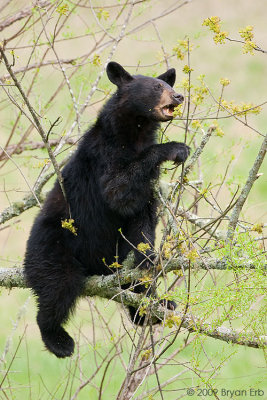 Bear_X8L0361.jpg