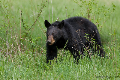 Bear_X8L0434.jpg