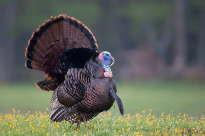 Wild-Turkey_X8L0091.jpg