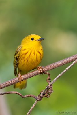 Yellow-Warbler_X8L0644.jpg