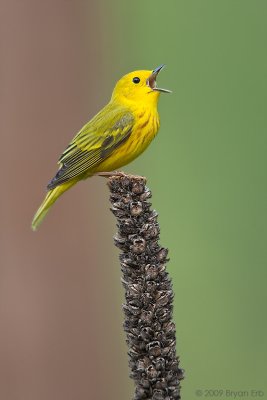 Yellow-Warbler_X8L0693.jpg