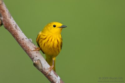 Yellow-Warbler_X8L0676.jpg
