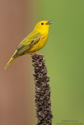 Yellow-Warbler_X8L0692.jpg
