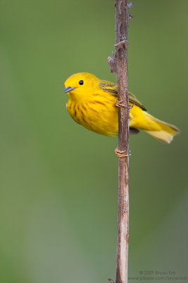 Yellow-Warbler_X8L0697.jpg