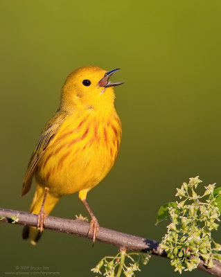 Yellow-Warbler_X8L0973.jpg