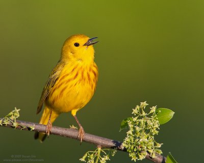 Yellow-Warbler_X8L0974.jpg