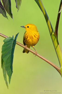 Yellow-Warbler_X8L0991.jpg