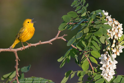 Yellow-Warbler_X8L1030.jpg