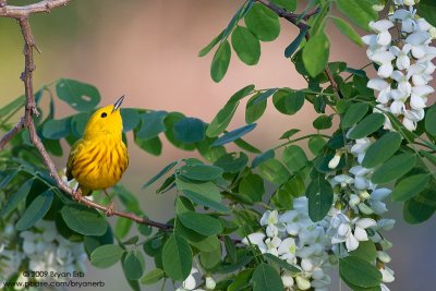 Yellow-Warbler_X8L1004.jpg
