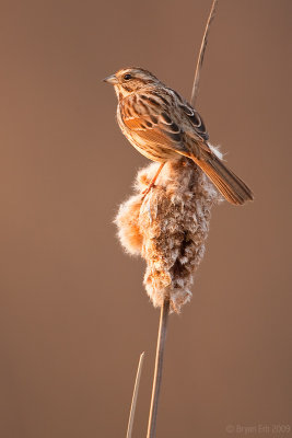 Song-Sparrow_X8L8776.jpg