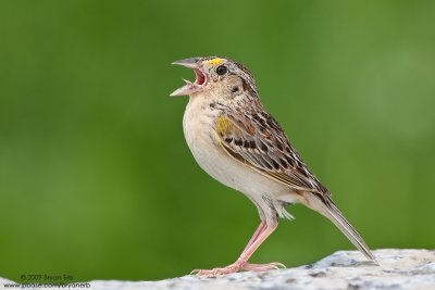 Grasshopper-Sparrow_X8L1091.jpg