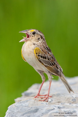 Grasshopper-Sparrow_X8L1138.jpg