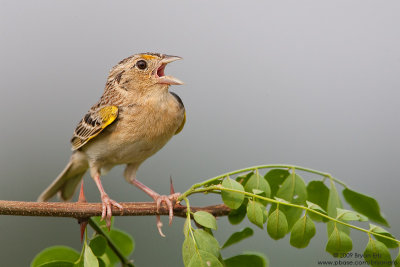 Grasshopper-Sparrow_X8L1464.jpg