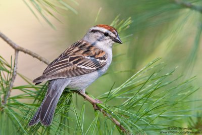 Chipping-Sparrow_X8L1613.jpg