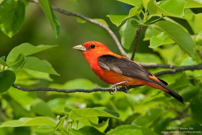 Scarlet Tanager   (Piranga olivacea)