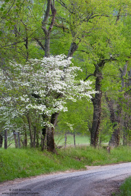 Dogwood-along-road_MG_5321.jpg