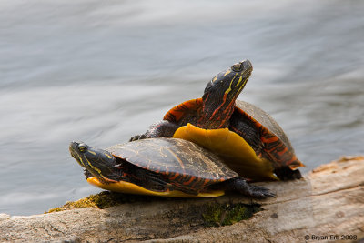 Painted-Turtles_X8L2251-Edit.jpg