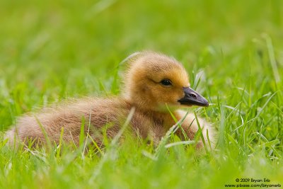 Canada-Gosling_X8L0732.jpg