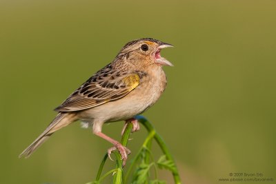 Grasshopper-Sparrow_X8L1837.jpg